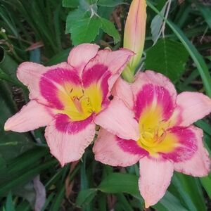 Meet your Posher, Rosie